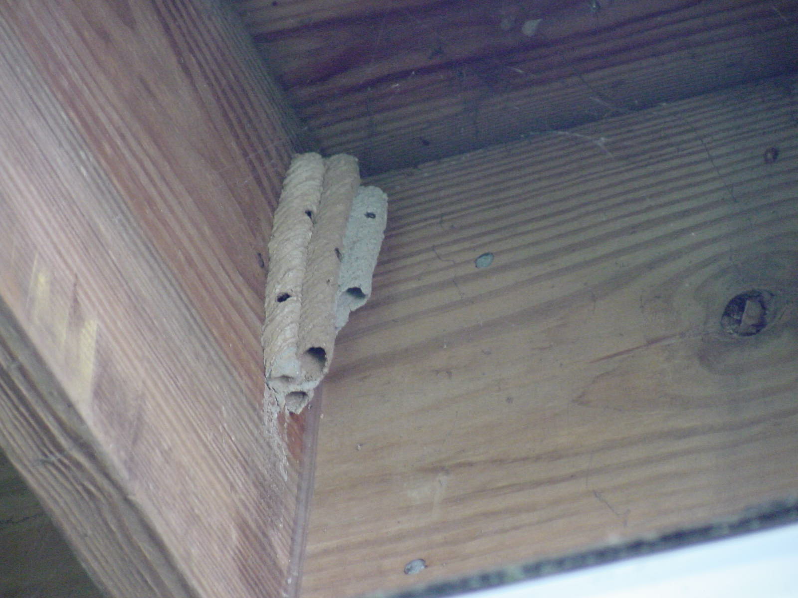 Cleaned the dirt and mildew as well as removed the mud doppler nests